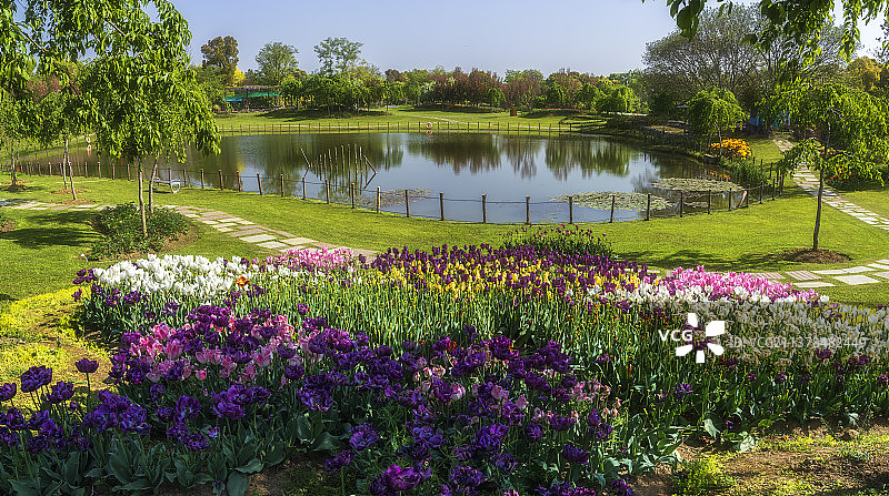 南京溧水梦华苑郁金香花园图片素材