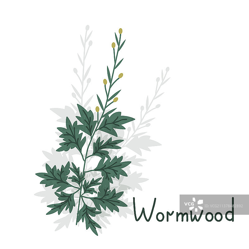 艾蒿植物图片素材