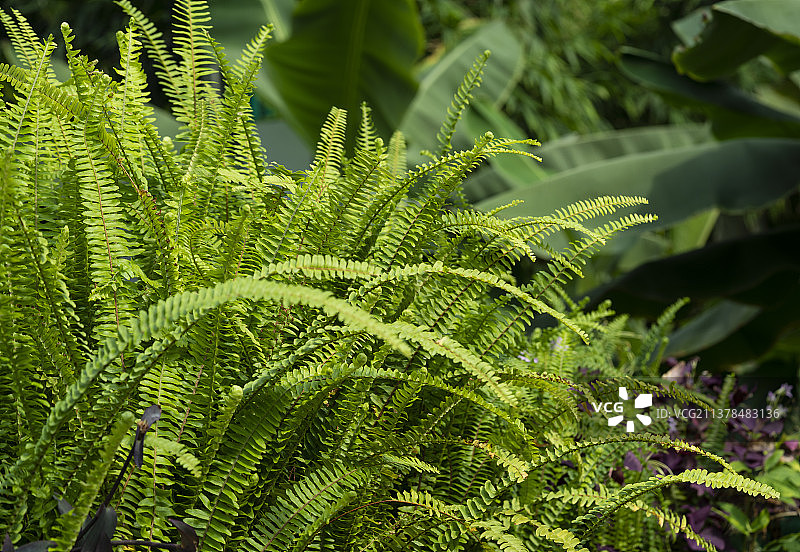 热带植物 绿色的铁线蕨叶子图片素材