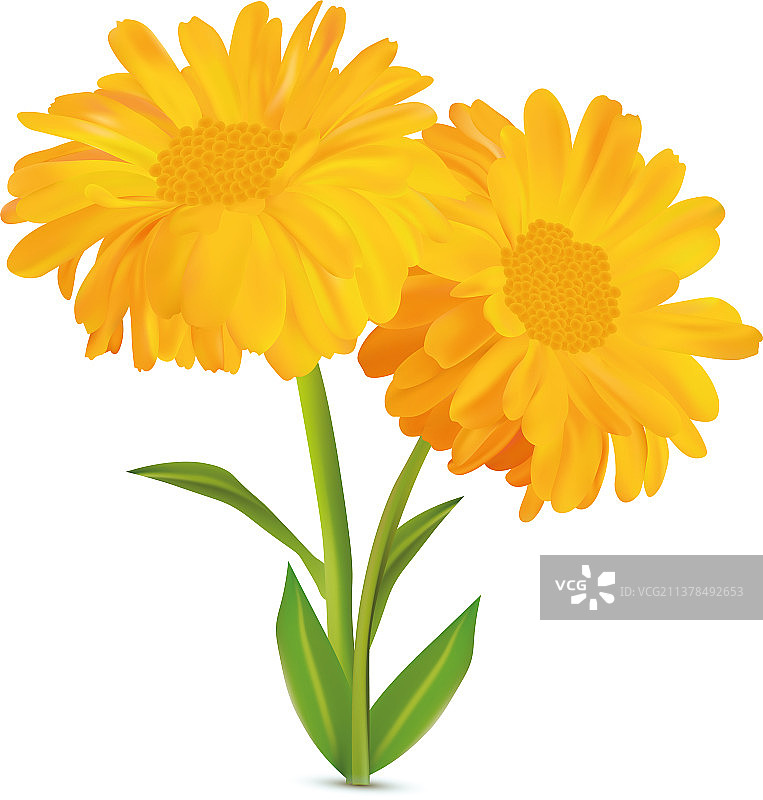 3D逼真日历与绿叶图片素材