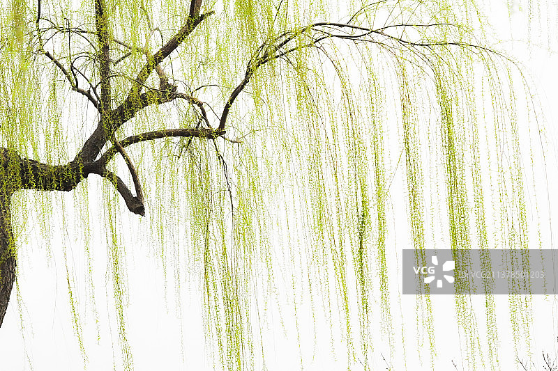 碧玉妆成一树高，万条垂下绿丝绦图片素材