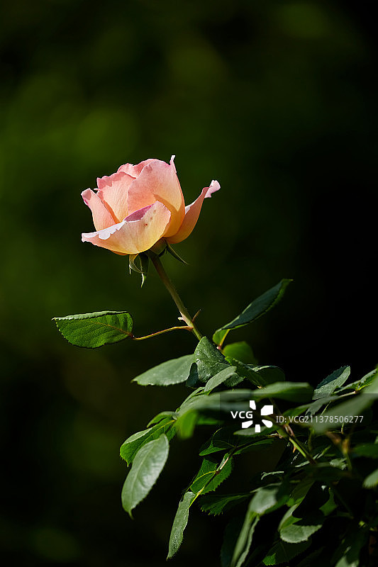 盛开的月季图片素材