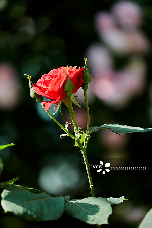 盛开的月季图片素材