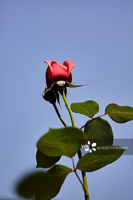 盛开的月季图片素材
