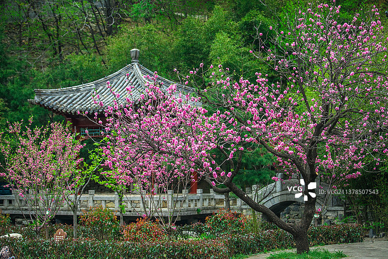 泰山桃花峪图片素材