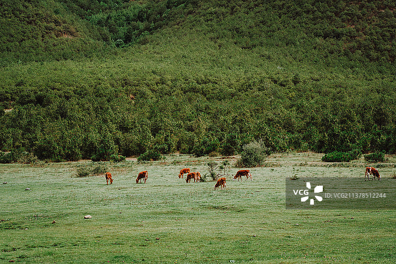 丽江龙女湖图片素材