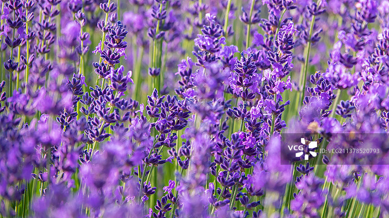 薰衣草图片素材