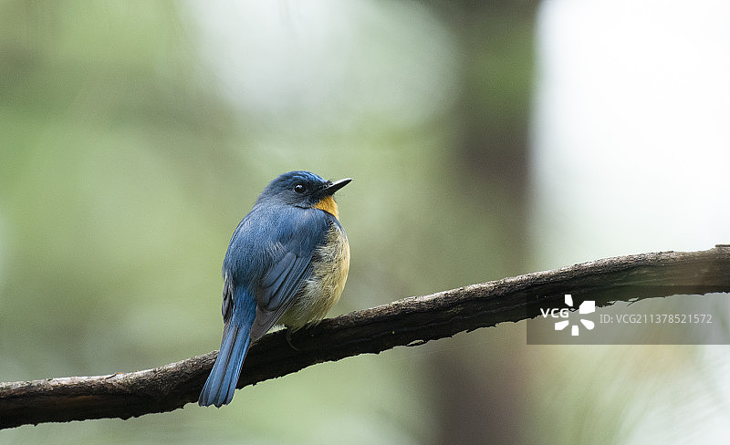 山蓝仙鹟图片素材