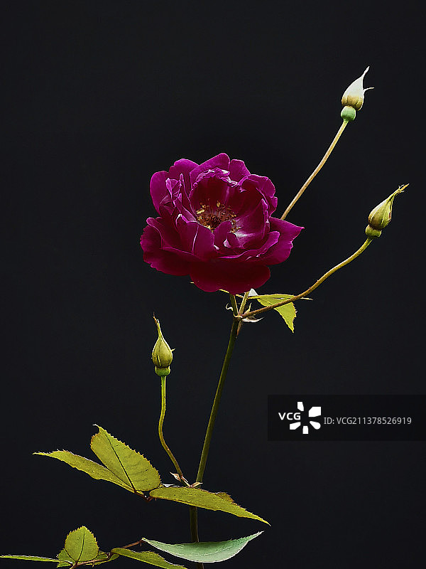 阳光玫瑰 黑色背景下的花朵特写镜头图片素材