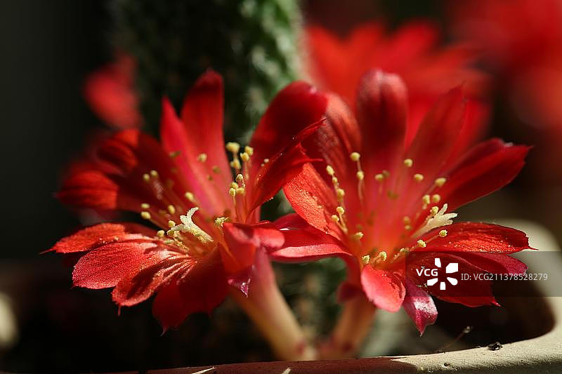 仙人球开花啦图片素材