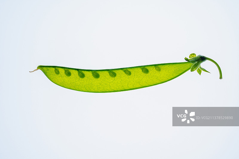 荷兰豆图片素材