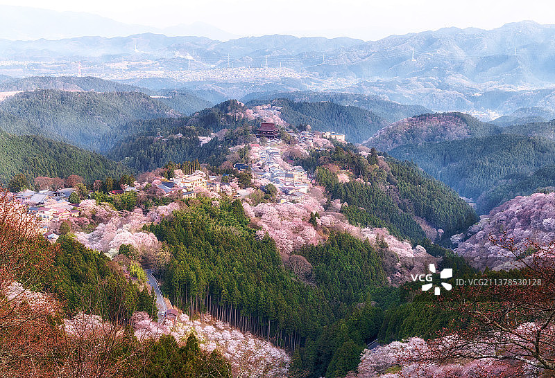 花满吉野山图片素材