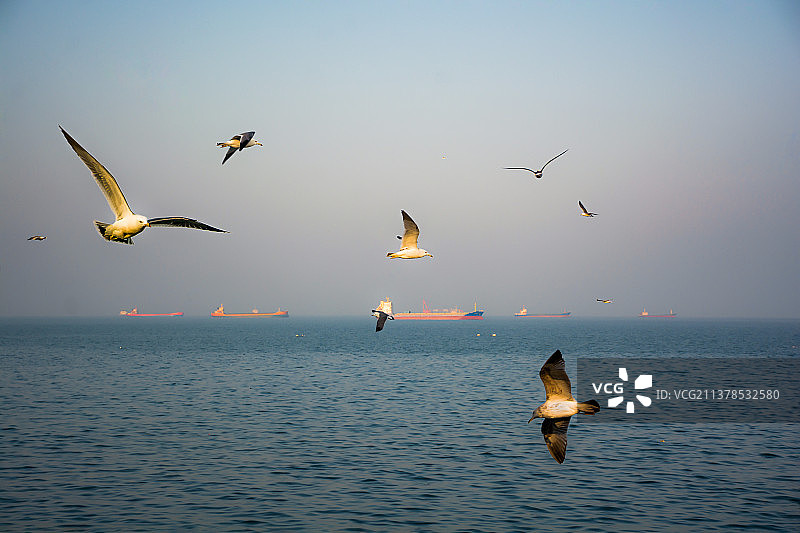 山东烟台海边飞翔的海鸥图片素材