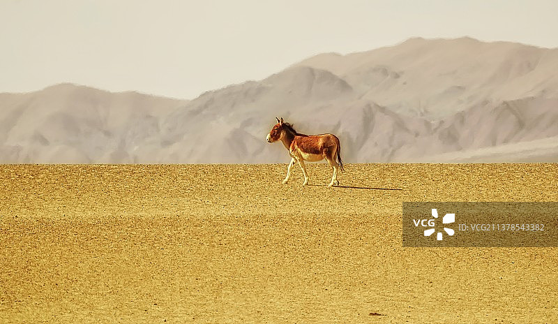 藏野驴图片素材