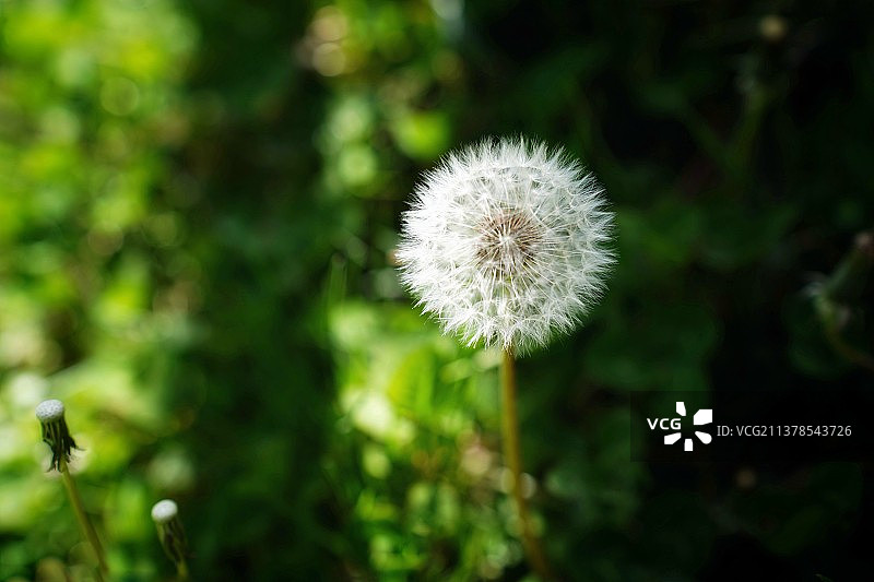 蒲公英的迷茫图片素材