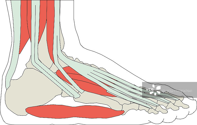 足部骨骼EPS 10图片素材