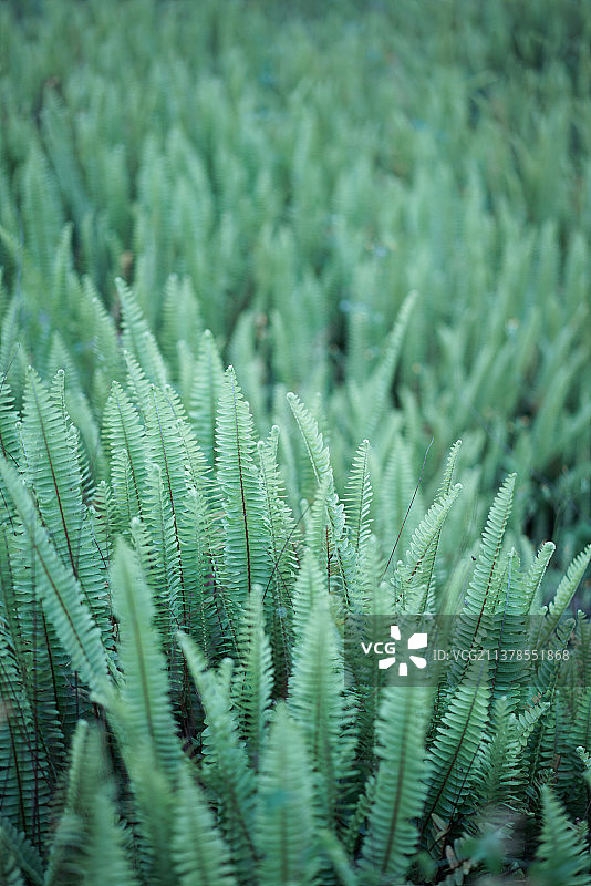 俯拍一片茂盛的波士顿蕨图片素材