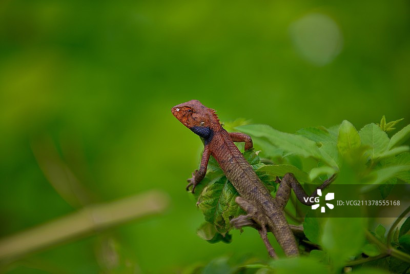 植物上的蜥蜴特写镜头图片素材