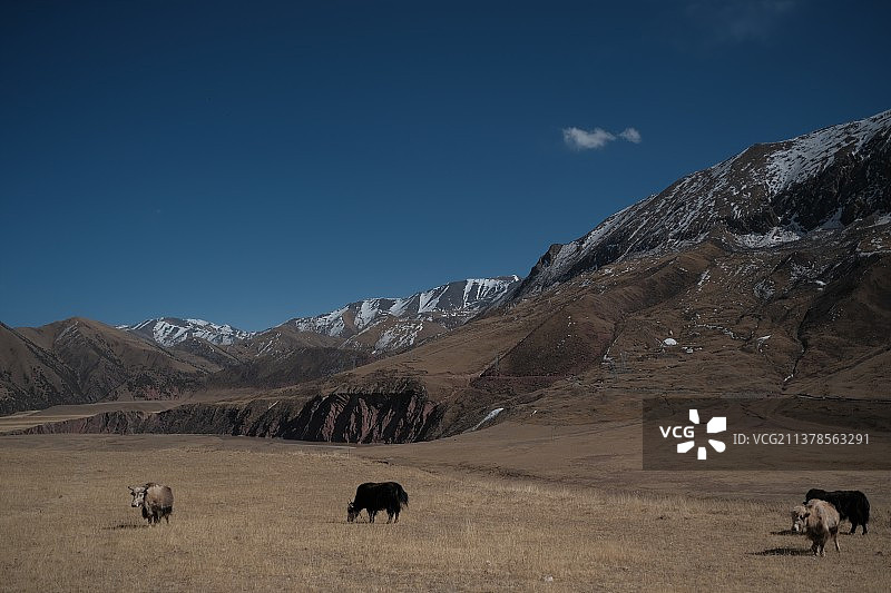 那曲牦牛图片素材
