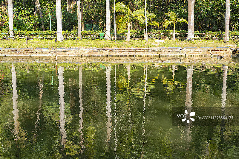 中国云南西双版纳原山森林公园图片素材