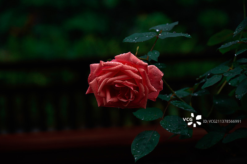 玫瑰花月季花爱情婚礼婚庆母亲节情人节鲜花壁纸美图图片素材