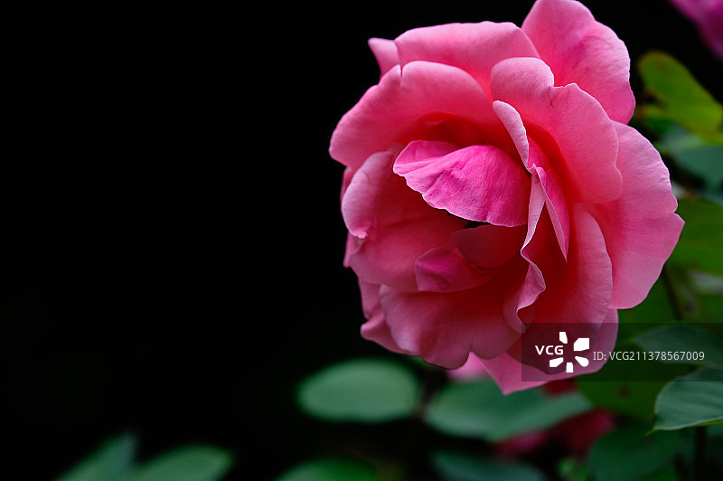 玫瑰花月季花爱情婚礼婚庆母亲节情人节鲜花壁纸美图图片素材