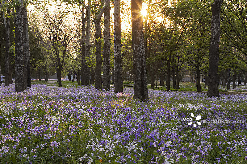 夕阳映照二月兰图片素材