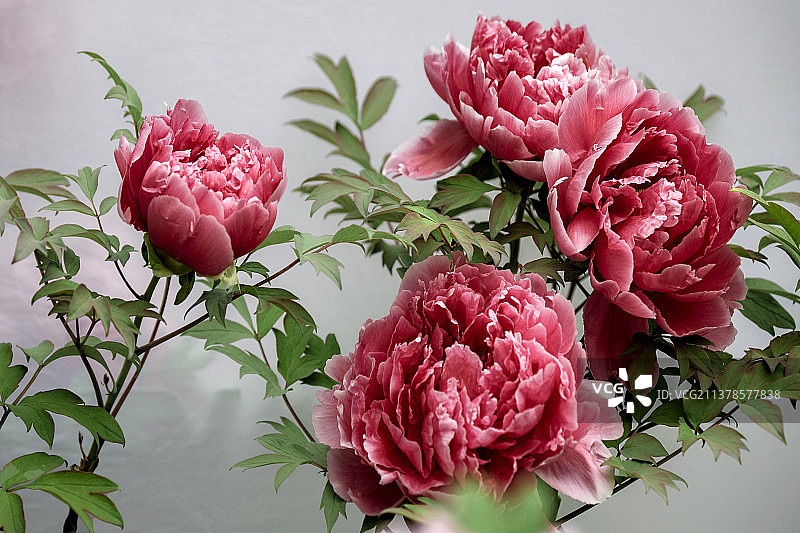 中国牡丹之都河南洛阳春天牡丹花绚丽绽放图片素材