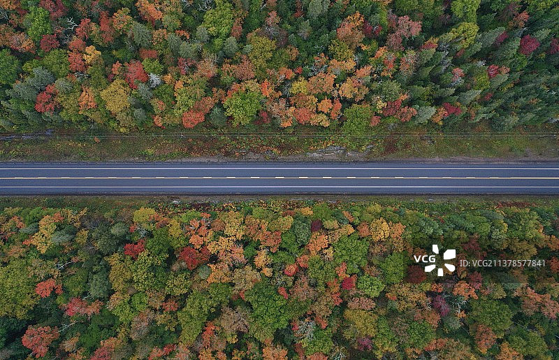 阿岗昆省立公园枫叶图片素材