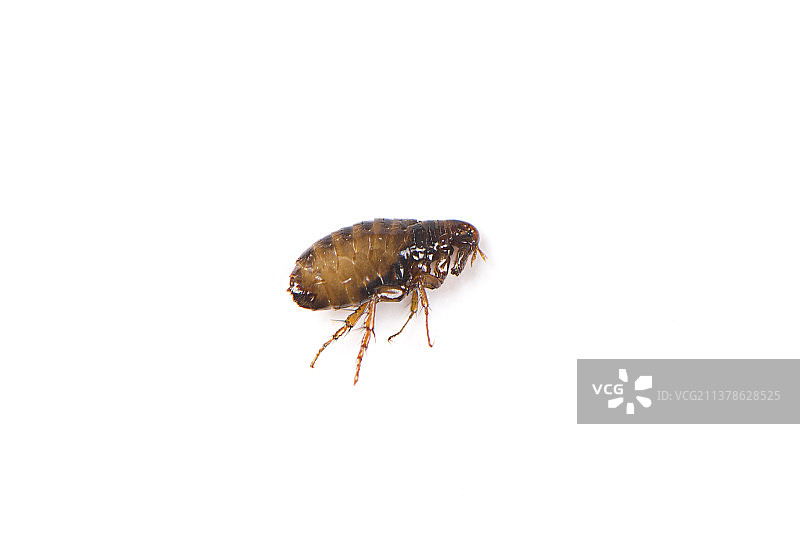 白色背景上的一只跳蚤图片素材