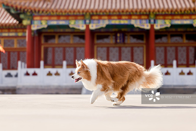 中国风的边境牧羊犬图片素材