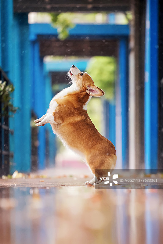 可爱的柯基犬图片素材