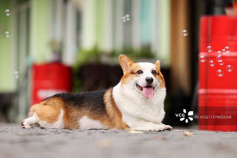 可爱的柯基犬图片素材