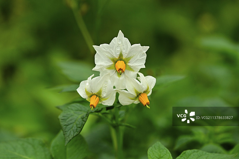 土豆（洋芋）花图片素材
