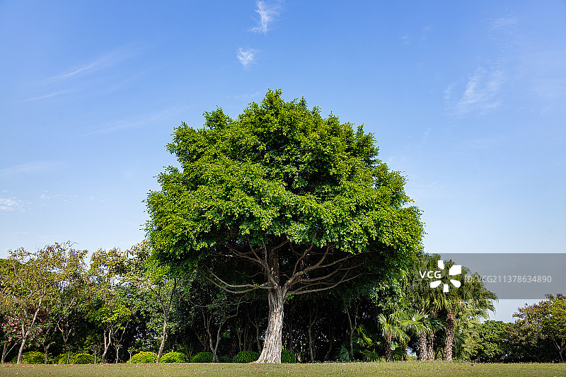草坪上的一棵大树图片素材
