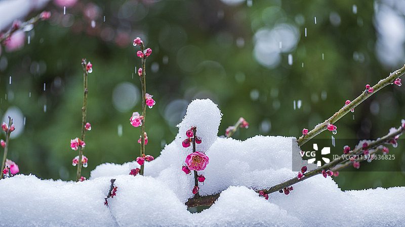 雪中傲梅图片素材