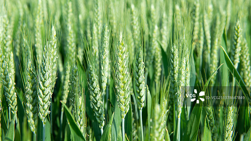 绿色的小麦麦穗图片素材