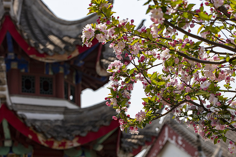 春天烟台毓璜顶公园的西府海棠花图片素材