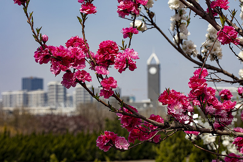 春天烟台逛荡河边的碧桃花图片素材