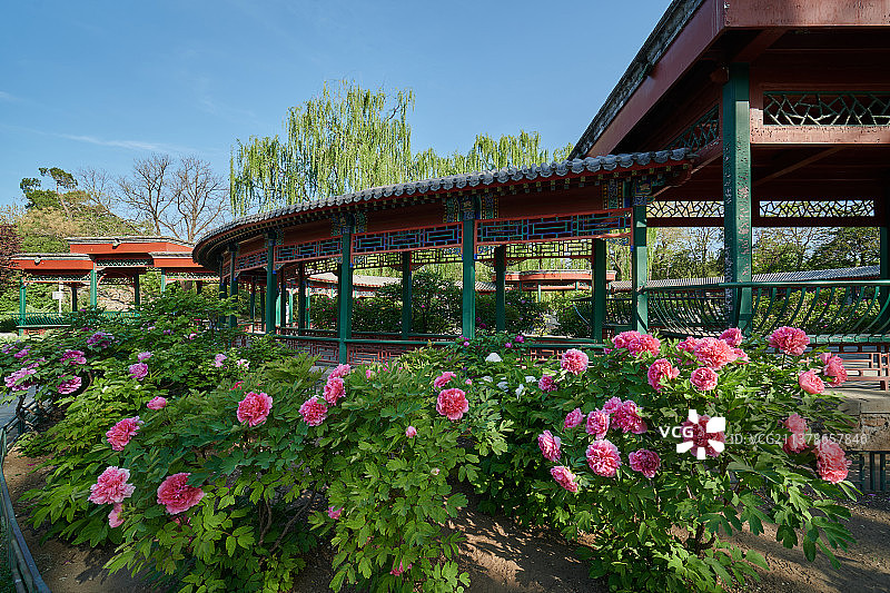 北京动物园牡丹亭图片素材