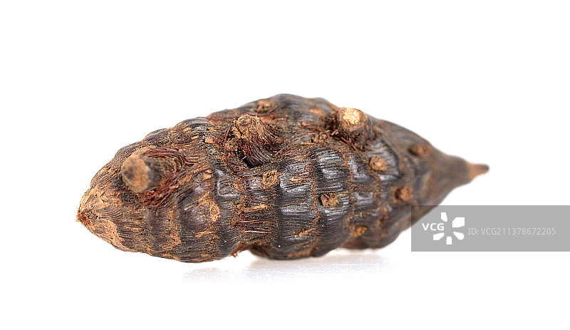 白背景上的香附子图片素材