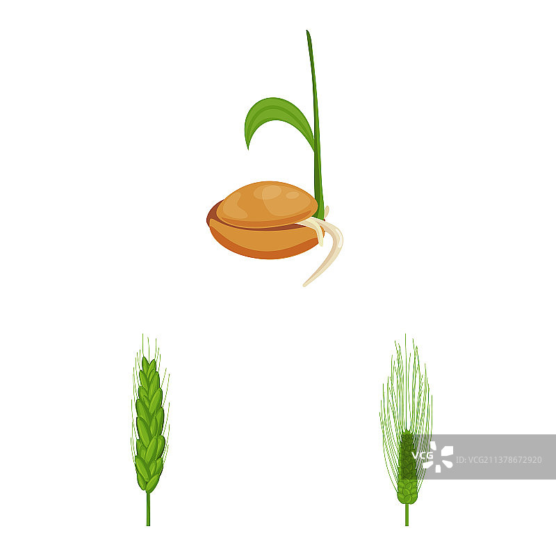 小麦玉米图案图片素材