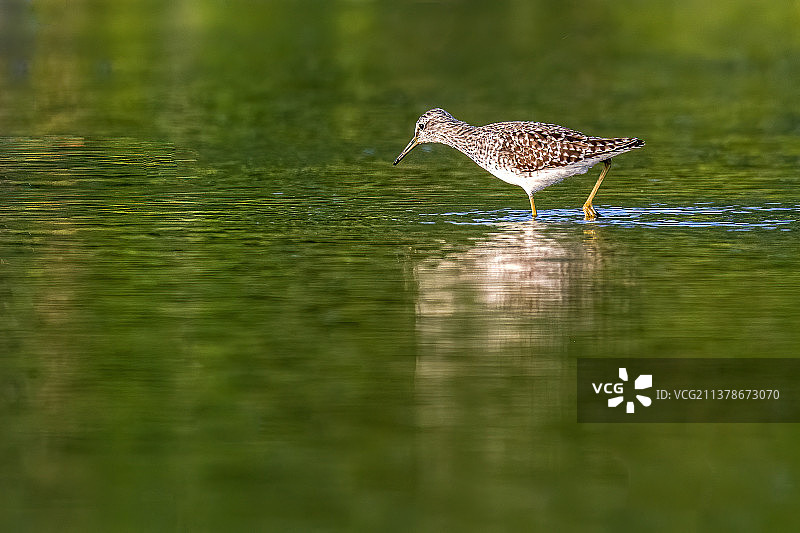 藕塘•林鹬图片素材