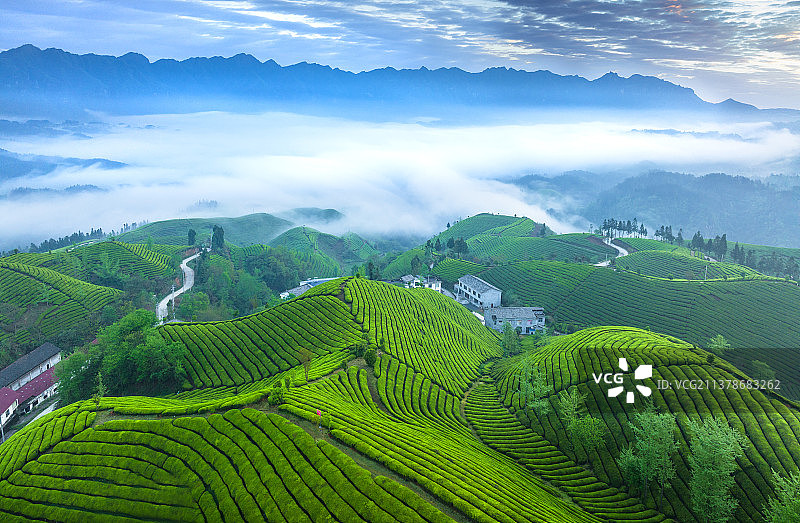 茶园春色--恩施鹤峰木耳山茶园图片素材