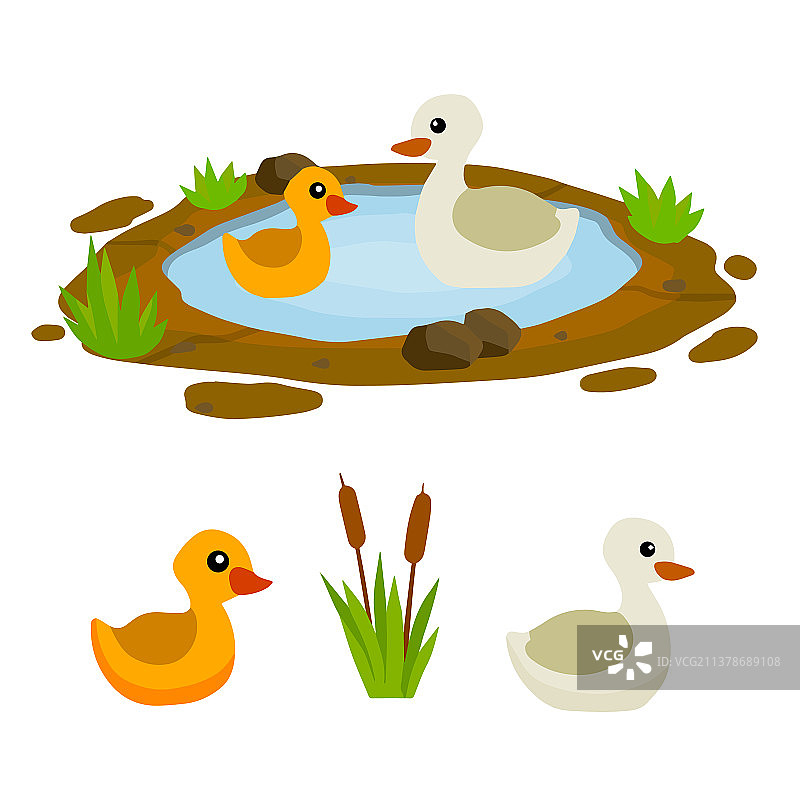 池塘里的鸭子，鸡在湖里游泳图片素材