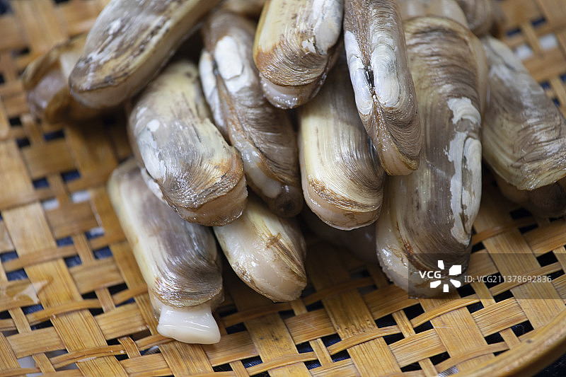 海鲜贝类蛏子图片素材