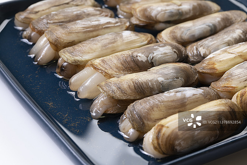 海鲜贝类蛏子图片素材