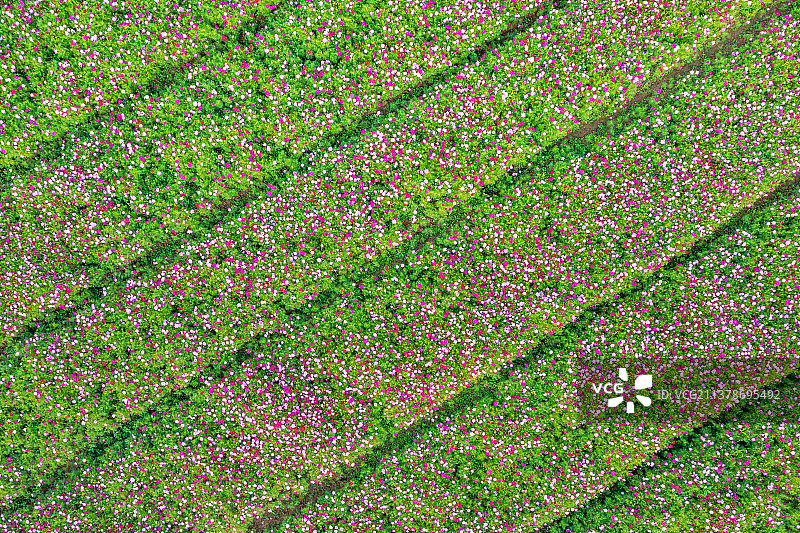 龟山滨江公园格桑花图片素材