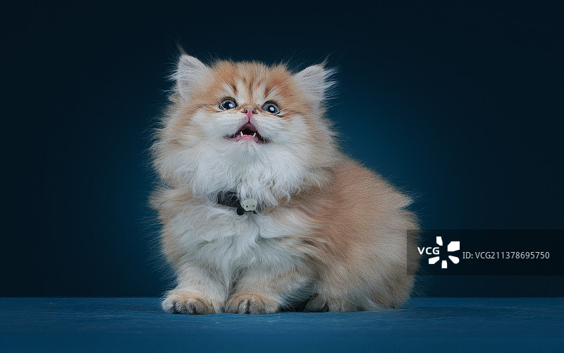 宠物摄影—长毛金渐层图片素材