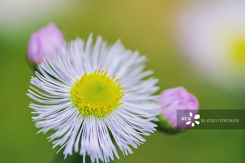 雏菊图片素材
